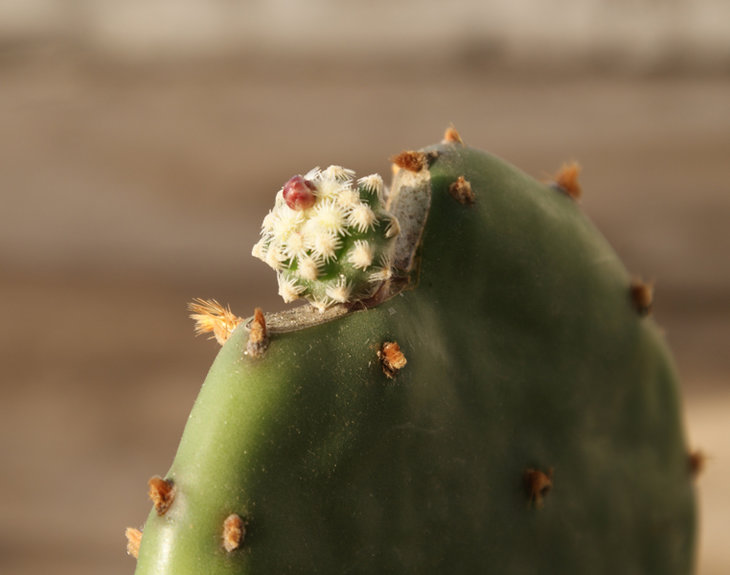 Pediocactus knowltonii SB 304 San Juan Co, NM. Привит на Opuntia humifusa. Не самый крупный, зато самый ранний.