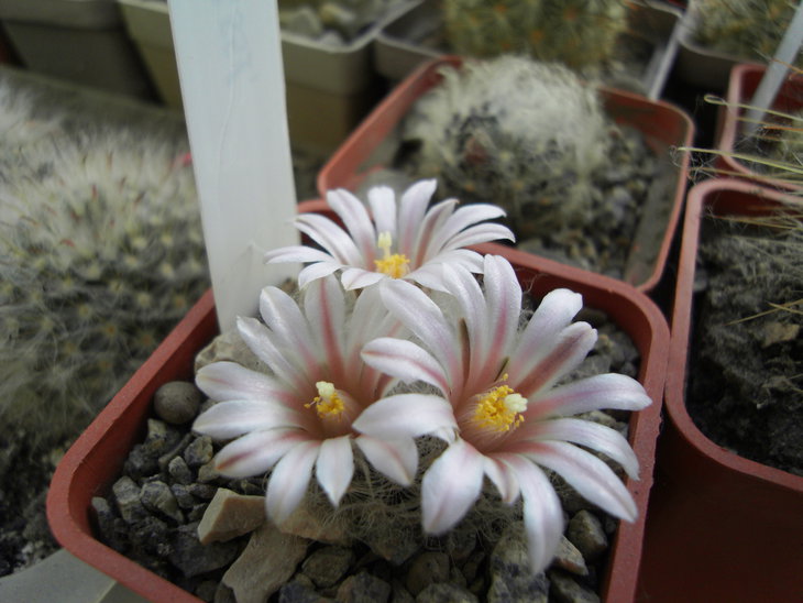 M. aureilanata RS551 Ventura SLP ( сегодня)