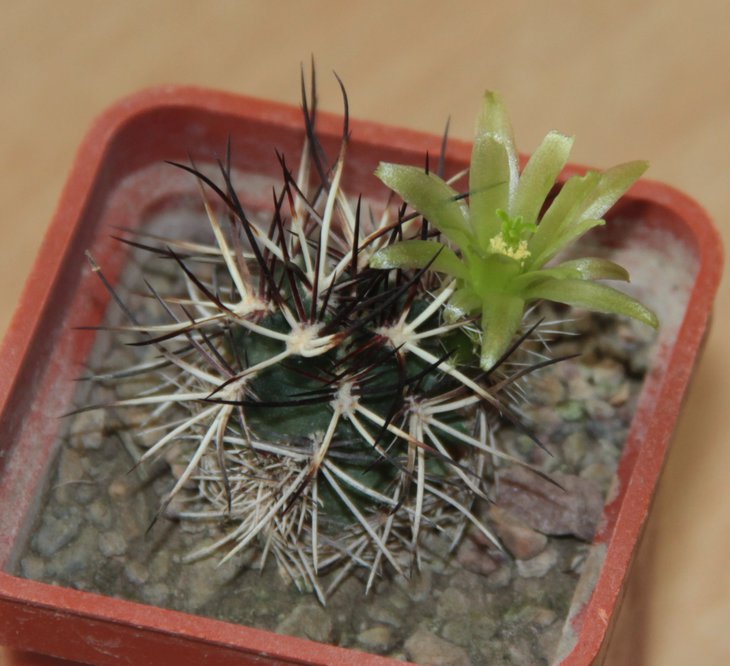 Echinocereus davisii