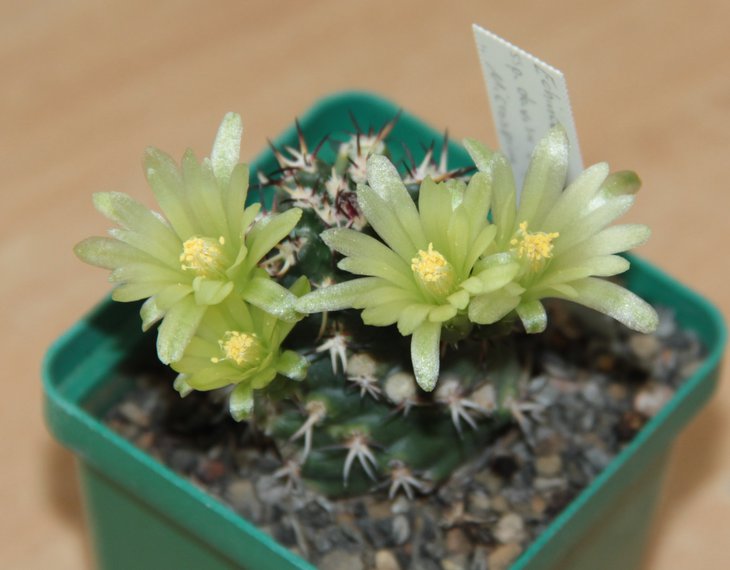 Echinocereus davisii cv. microspina