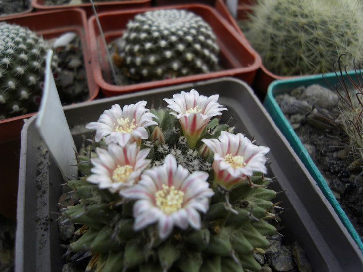 M. sartorii
