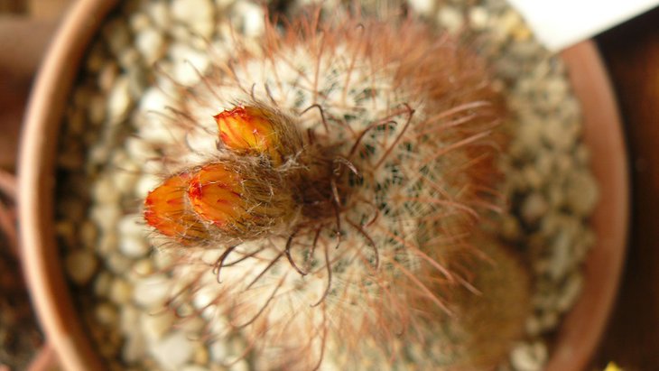 Parodia Erithrantha