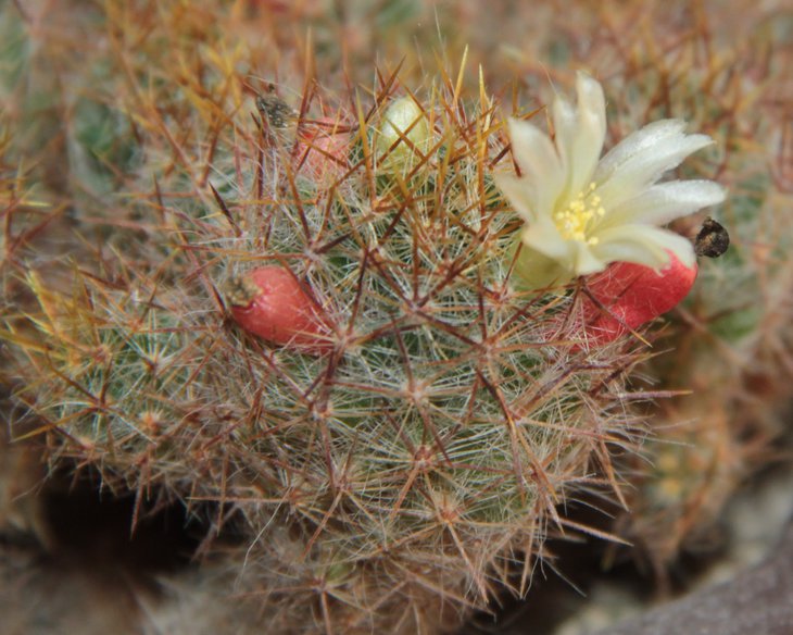 Mammillaria prolifera var. mexicana Бутоны, плоды и цветы, все вместе.