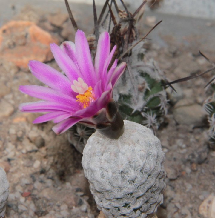 Turbinicarpus valdezianus P 267