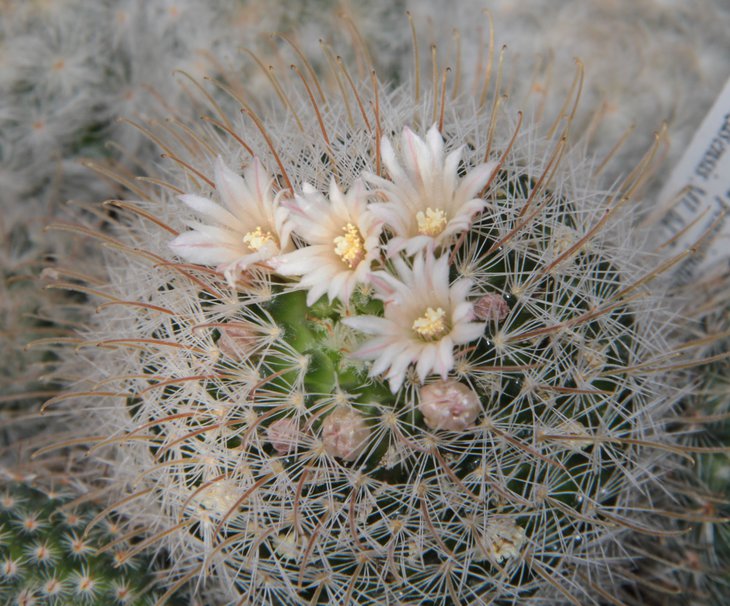 Mammillaria pennispinosa v. nazasensis ML617
