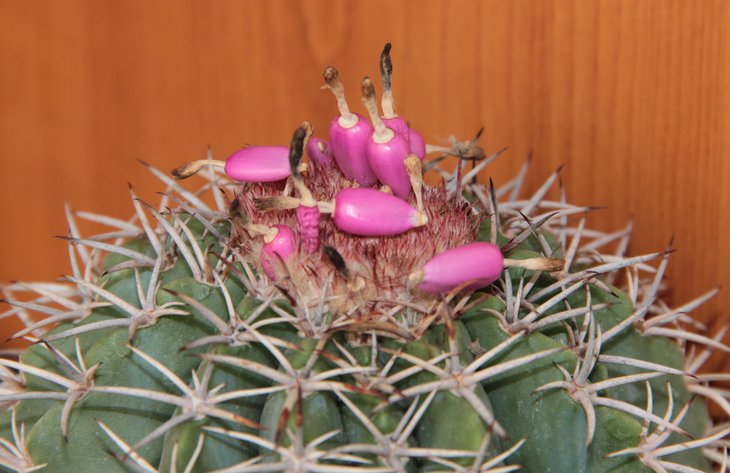 Melocactus matanzanus