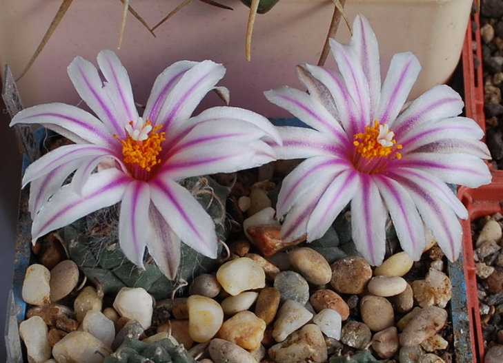 DSC_2195  Turbinicarpus ellisae.jpg