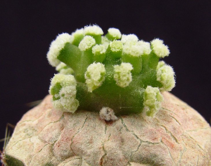 Mammillaria duwei f. monstrosa