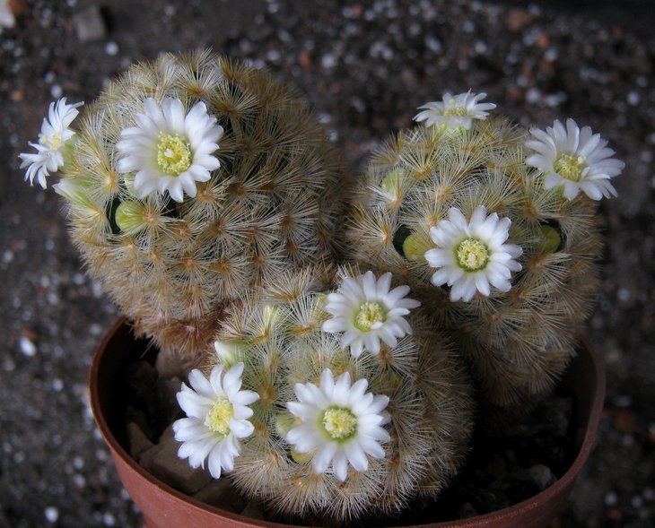 Mammillaria carmenae.jpg