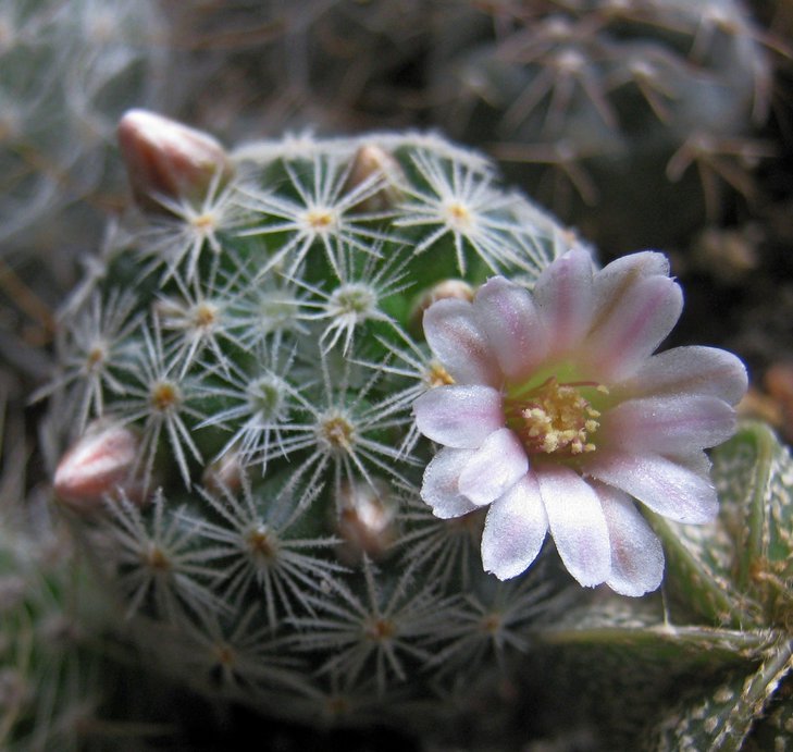Mammillaria giselae.JPG