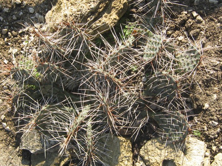 macr pottsii.JPG