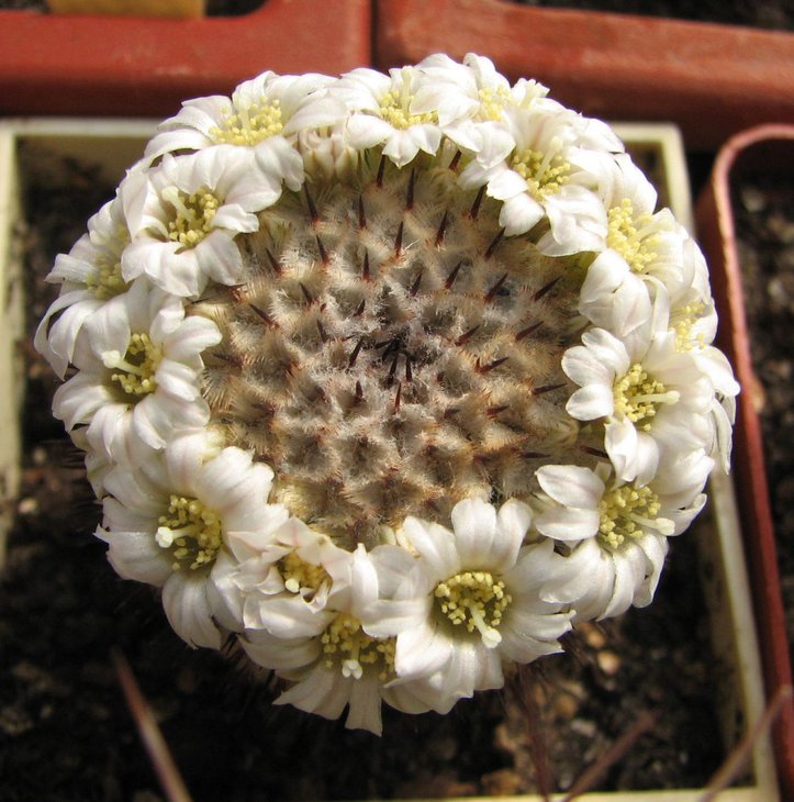 m. andersonniana