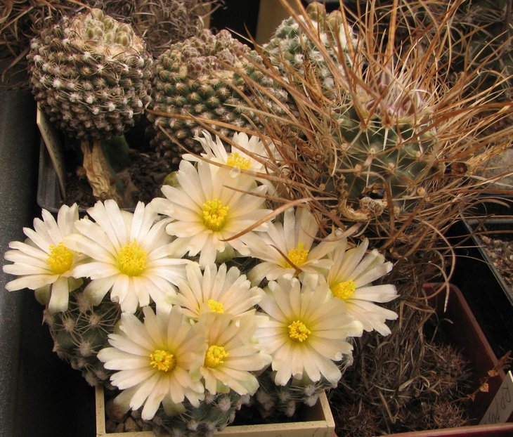 p. winkleri