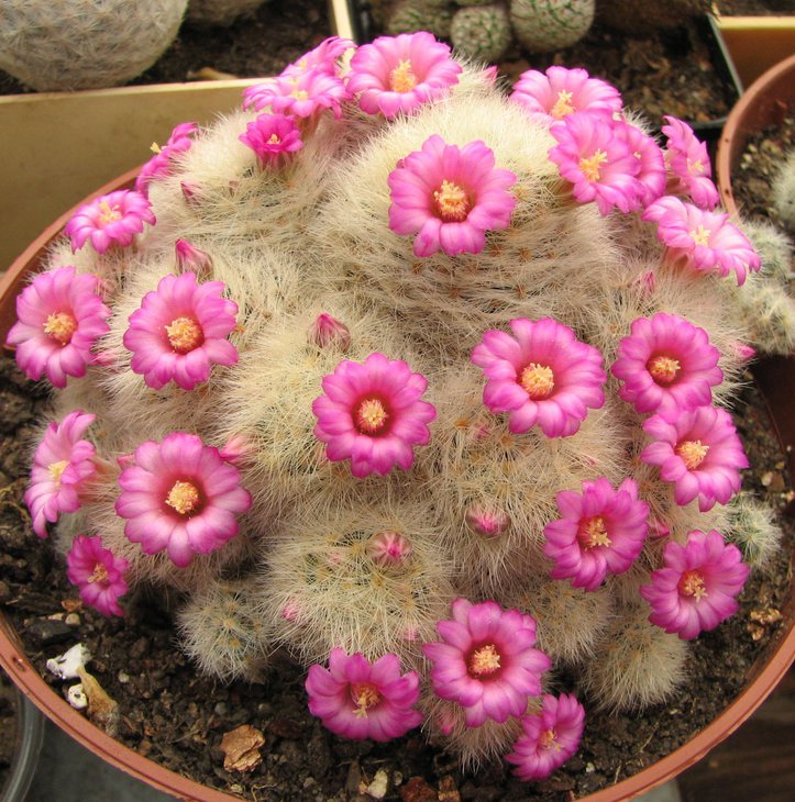 m. lauii