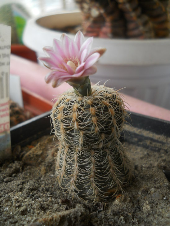 G.bruhii