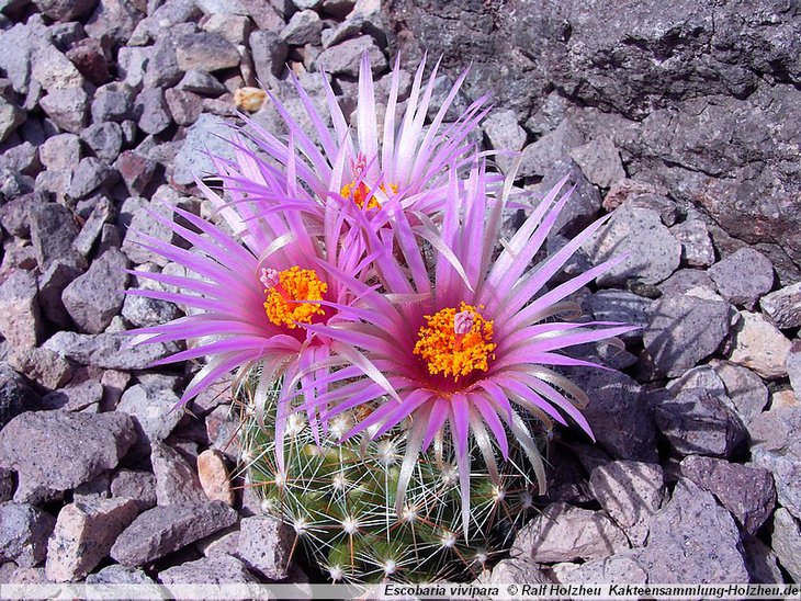 Escobaria_vivipara_Sweetwater_07.jpg