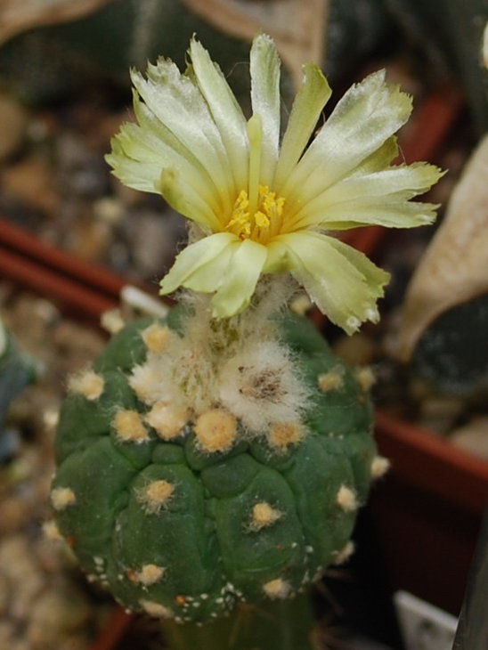 DSC_2242  A. asterias cv. Kikko.jpg