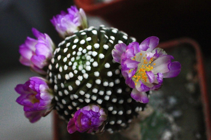 Mammillaria luethyi