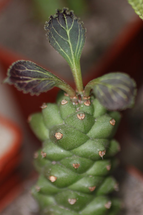 Monadenium ritchiei