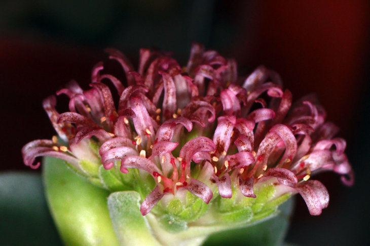 Crassula cv. Morgan's beauty
