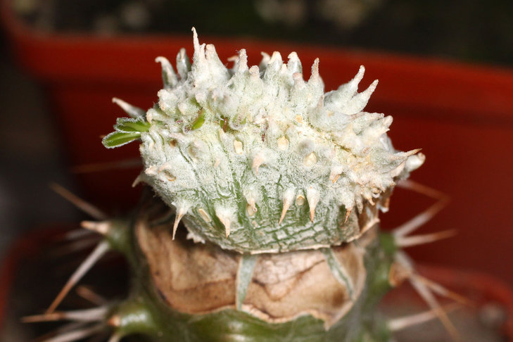 Pachypodium densiflorum f. cristata