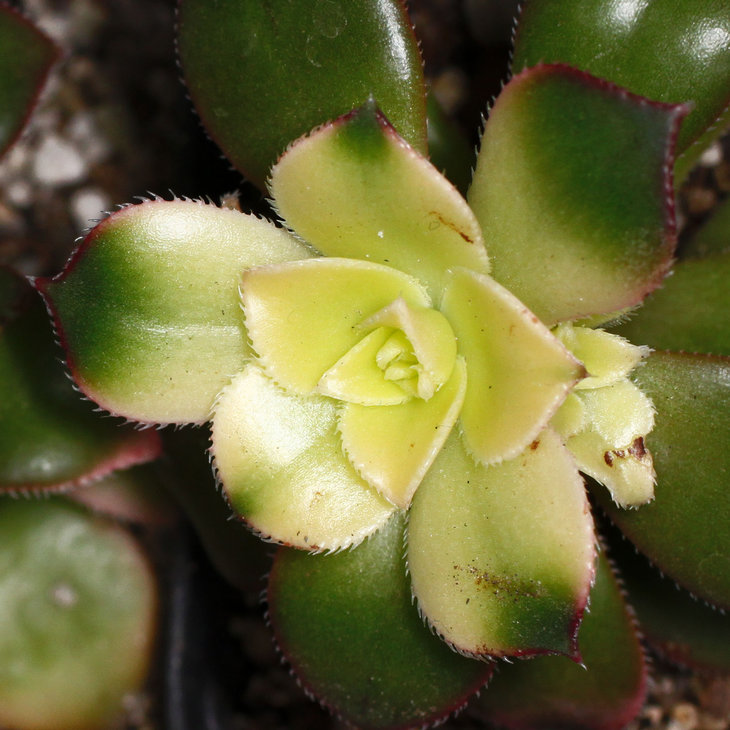 Aeonium cv. Kiwi