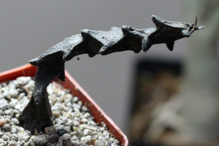 Ceropegia (armandii?)