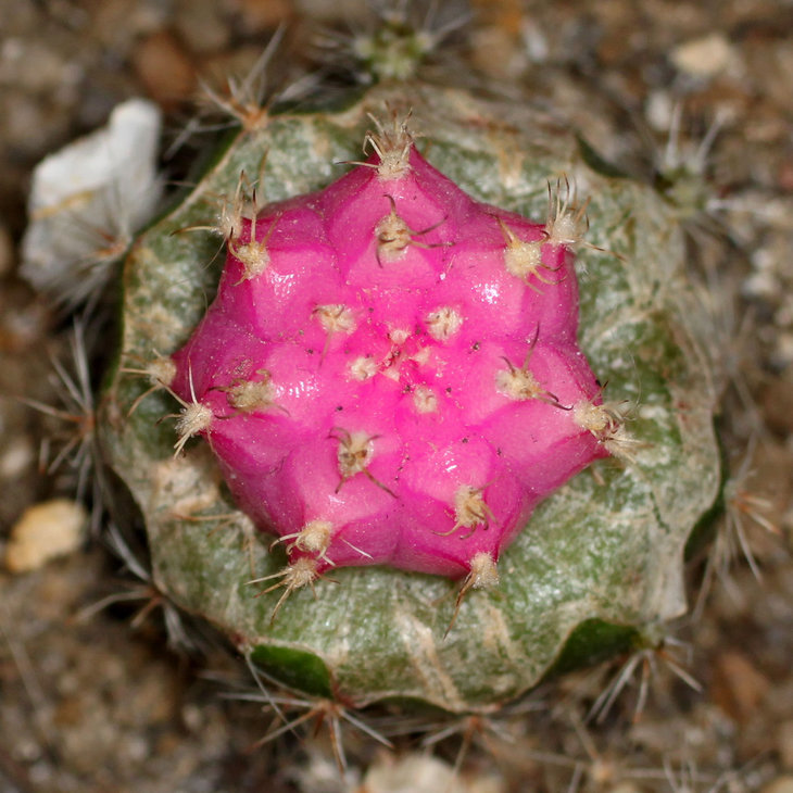 Gymnocalycium mihanovichii var. friedrichii f. rubra