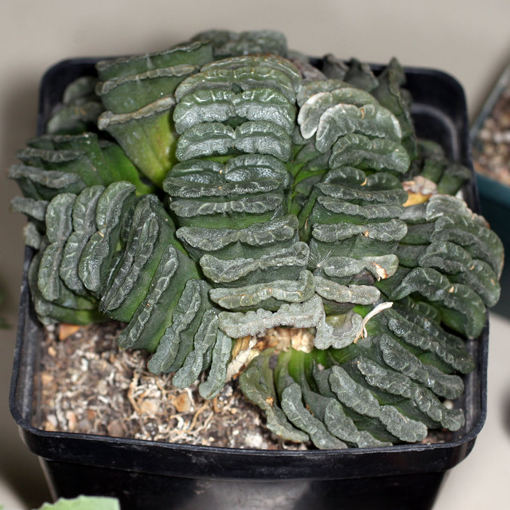 Haworthia truncata (витрина)