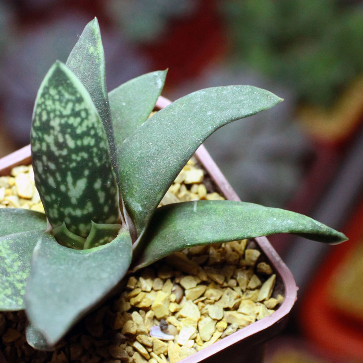 Gasteria nigra f. monstrosa (обратите внимание на сразу два новых листа)
