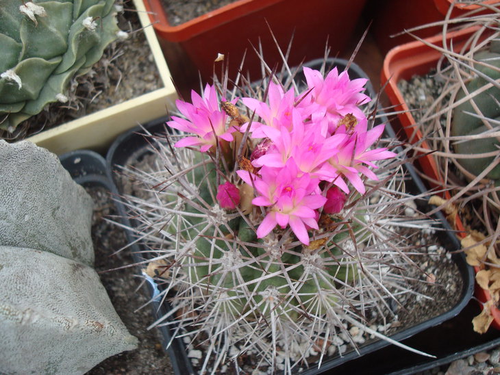 DSC03145.JPG