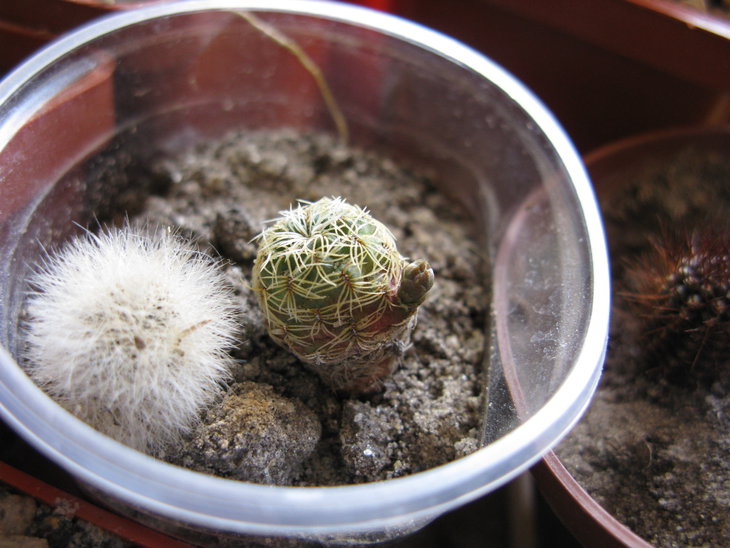 такая маленькая, а туда же). Sulcorebutia