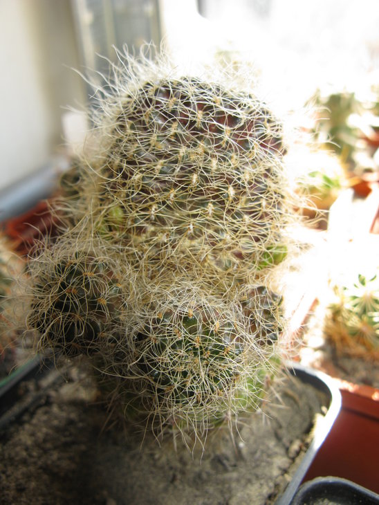 S. sp TD330 (gerosenelis)