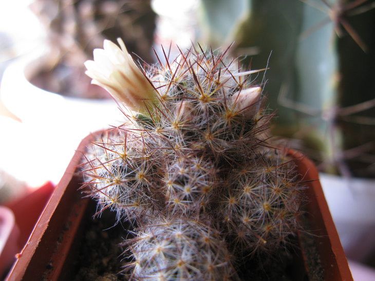 M.prolifera