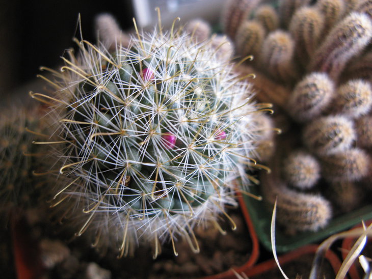 M.zelmaniana