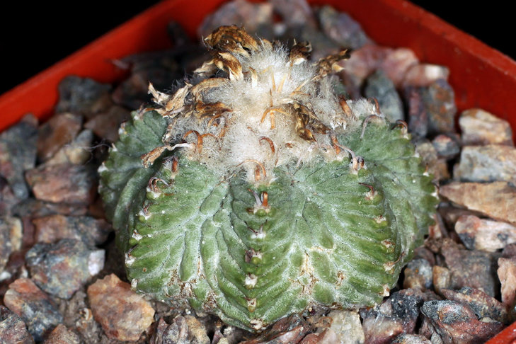 Aztekium ritteri