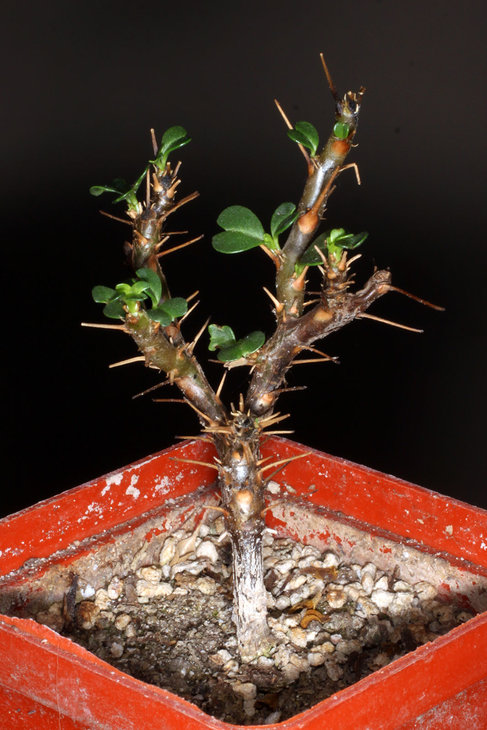 Sarcocaulon vanderietiae