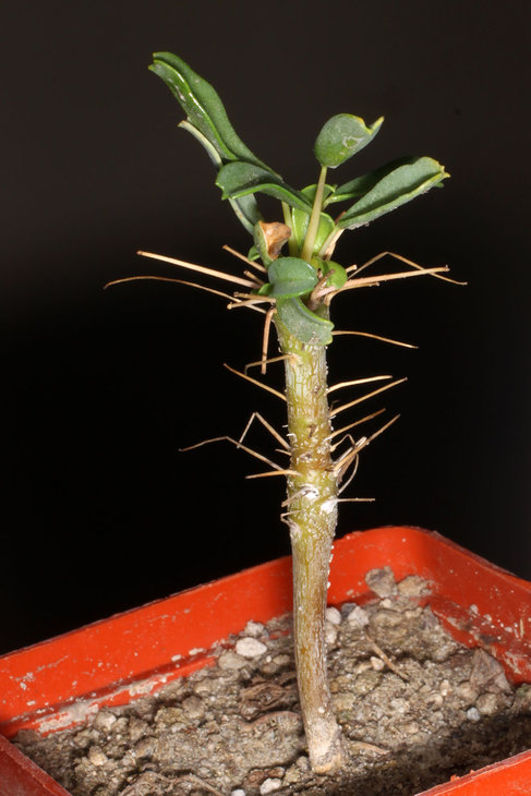 Sarcocaulon patersonii