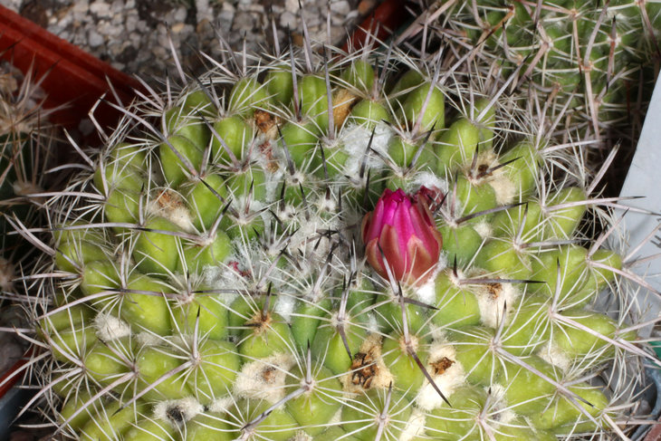 Mammillaria sp.