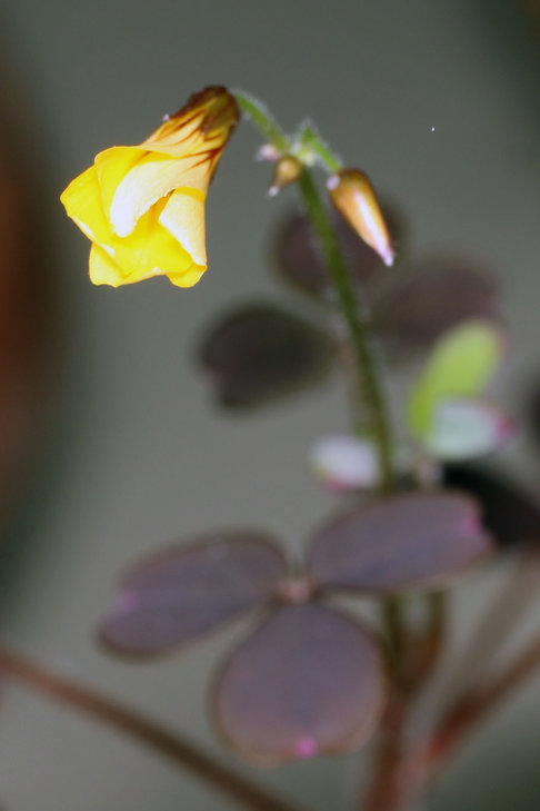 Oxalis vulcanicola
