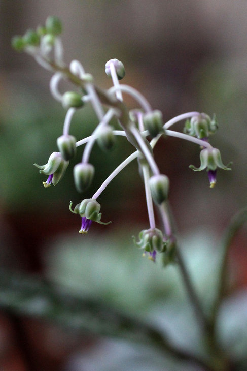 Ledebouria socialis