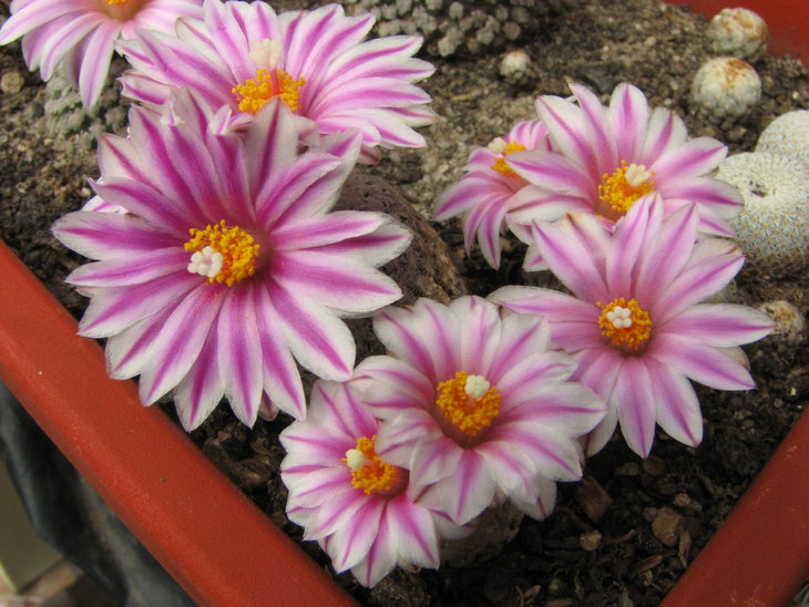 g.valdezianus