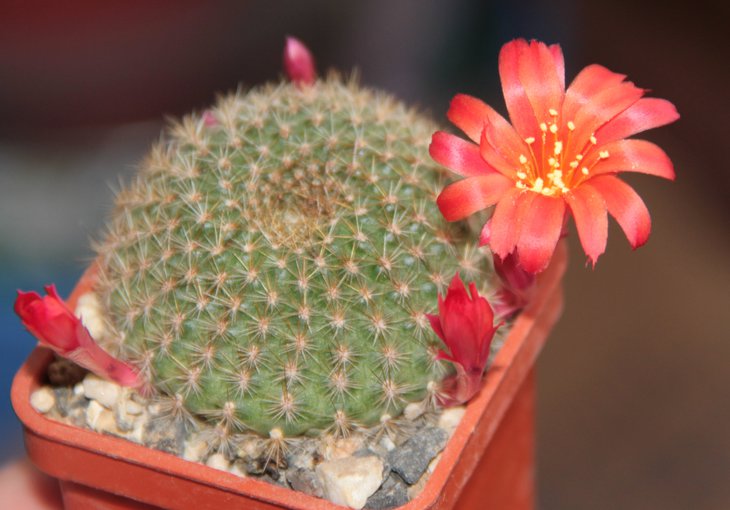 Rebutia krainziana