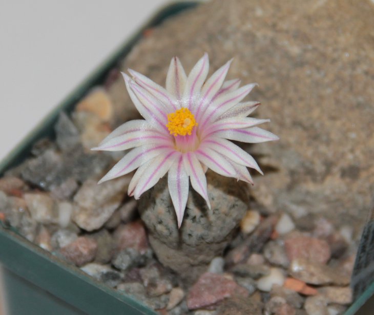 Turbinicarpus valdezianus v albiflorus