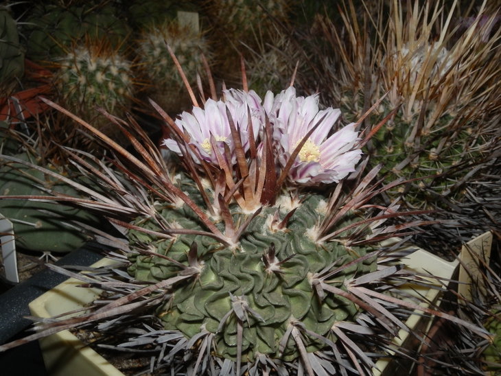P8557.JPG