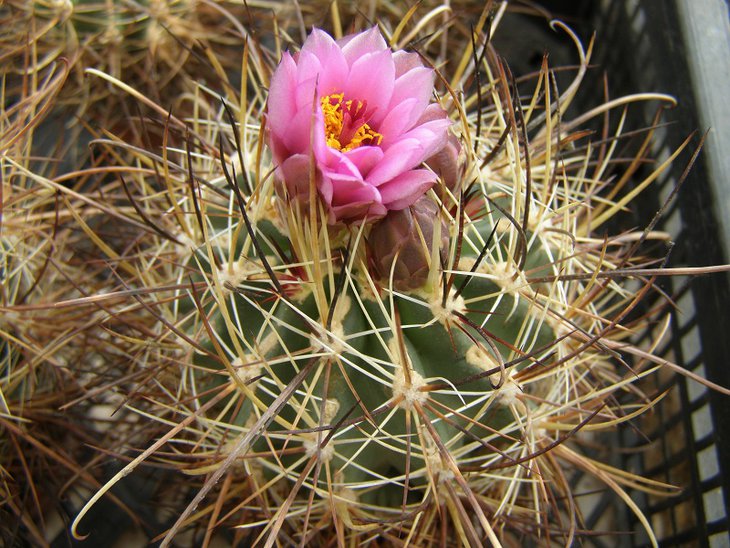 SB 1086