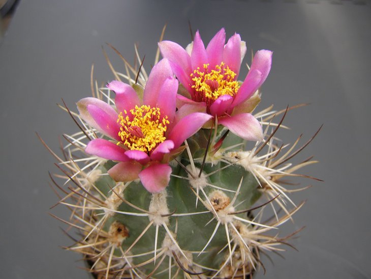 S.glaucus.SB 1011