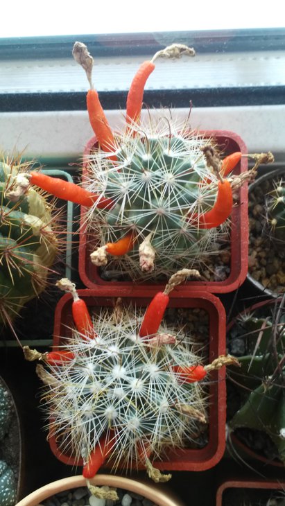Mammillaria boolii.