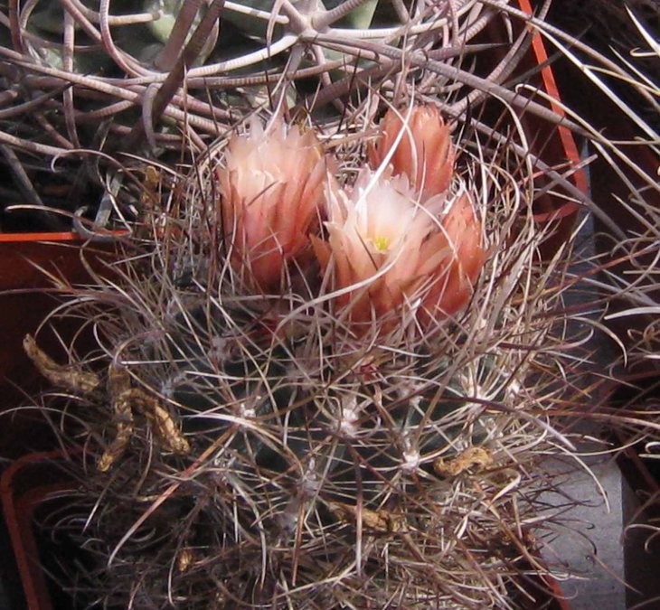 Scl. sp..jpg