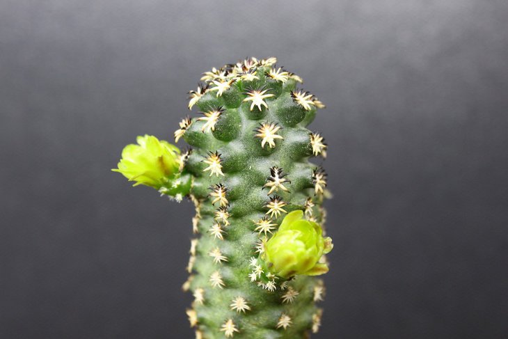 Echinocereus davisii v. brevispinus 15.JPG
